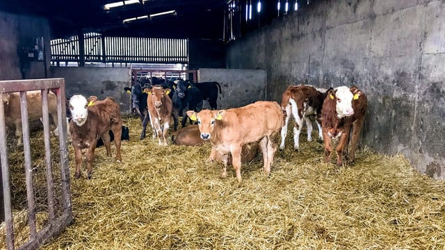 Output price index shows 17% annual drop for calves