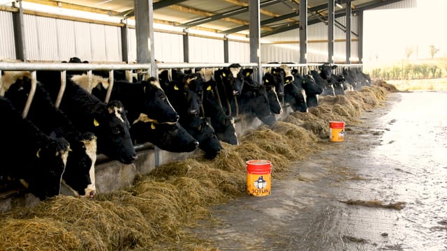 5 factors contributing to profitable dairy-beef production