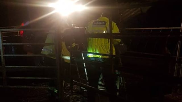 Joint emergency effort sees bullocks rescued from slurry pit