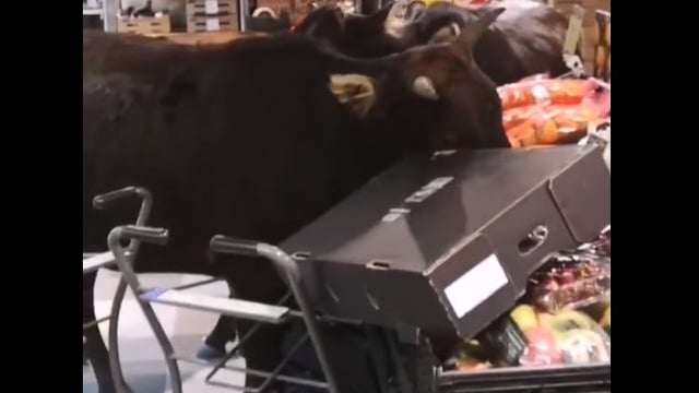 Brazen bovines find feed of different fare...in a supermarket