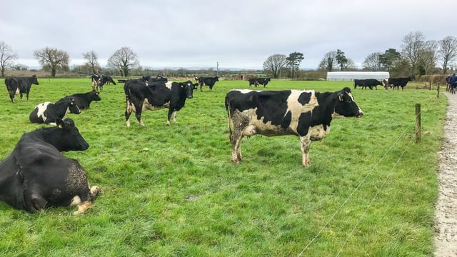 Grass growth: Grass continues to grow well; however, weather remains unsettled