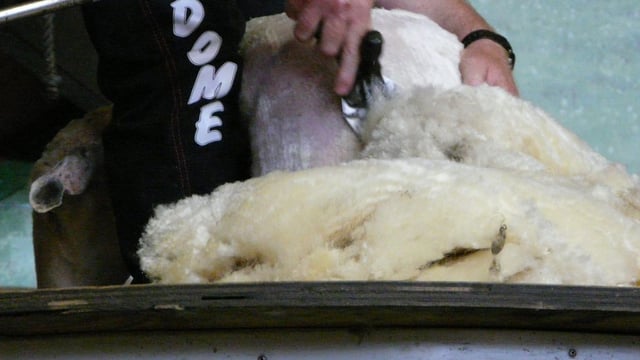 All-Ireland shearing championships set for Mountbellew