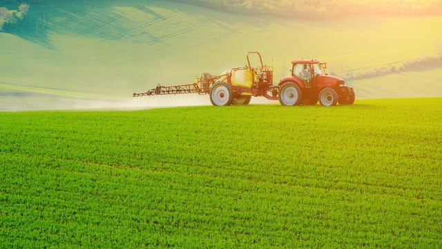 BYDV – assessing the risk now