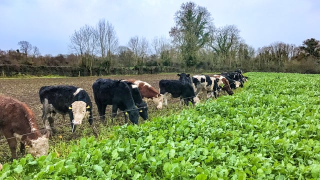 Could a fodder crop be an option for your farm?
