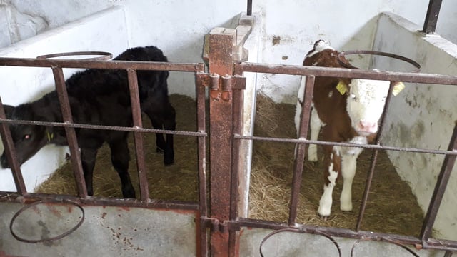 Double trouble: Twin calves born...of different breeds