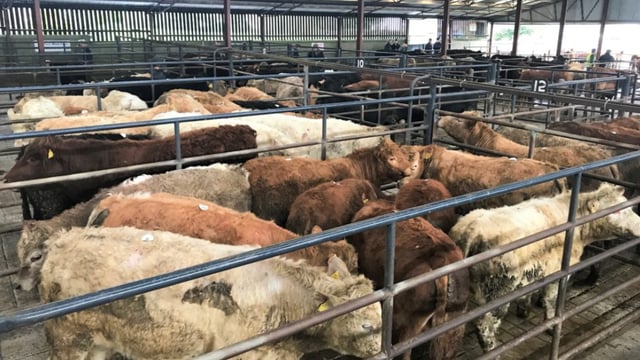 'Distorted trade': Meat factory concessions 'long overdue' - ICOS
