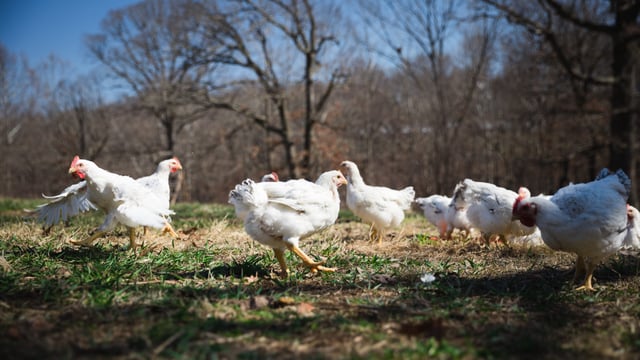 Reversing climate change? US company launches 'regenerative agriculture'