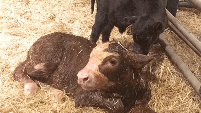 Canadian cow gives birth to whopping 94kg calf