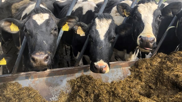 UFU celebrates top silage makers of 2018