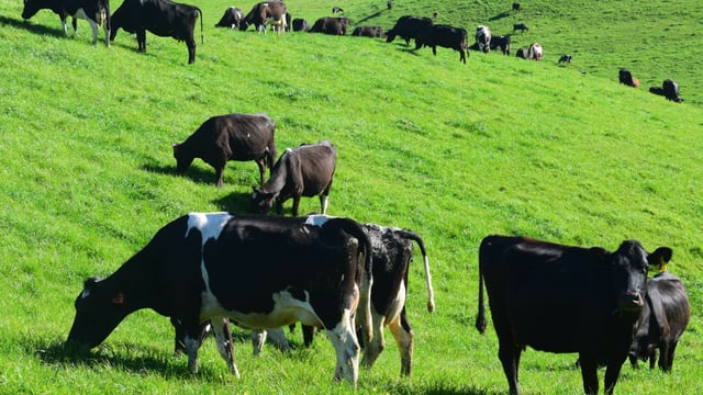 'Carbon tax increase will cripple ordinary people'