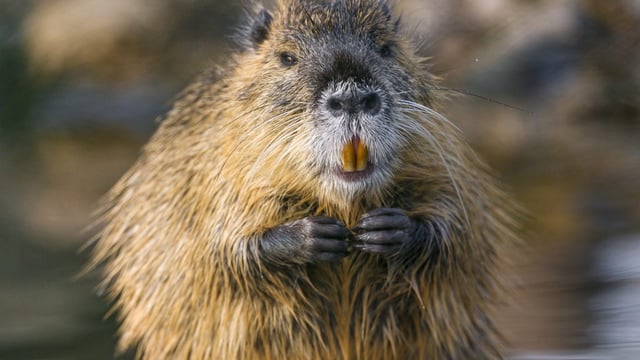 Warning issued as large invasive rodent discovered in Ireland