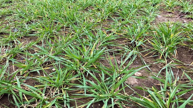 Tillage: Management of nitrogen in late-sown malting barley