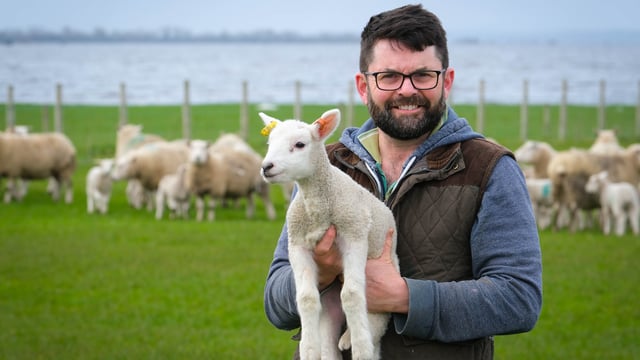 280 ewes lambed in 3 weeks off the shores of Lough Neagh