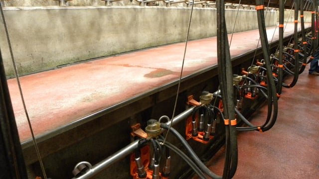 Belgian processor to join GDT auctions