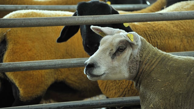 130th Athenry agricultural show changes 'sights' after 50 years at the same venue