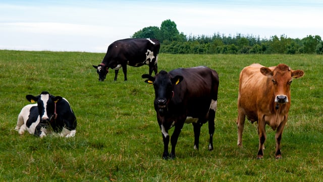 Ryan's comments 'at odds' with government's national herd commitments