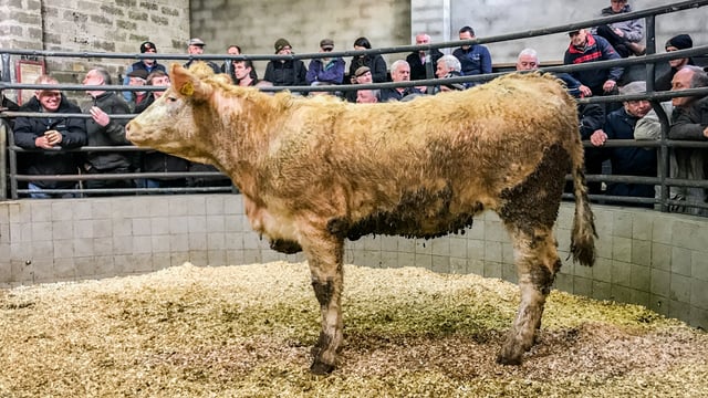 Mart trade: Feedlot buyers very active at the ringside