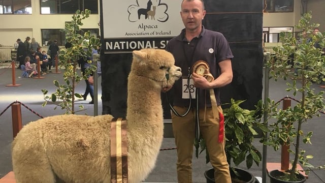 'Massive interest' as alpaca association hosts fleece show