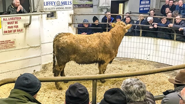 Mart trade: Weather slows momentum at the ringside