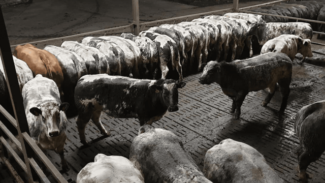 Video: Ulster farmer to put 900 heifers 'on the market' this Saturday