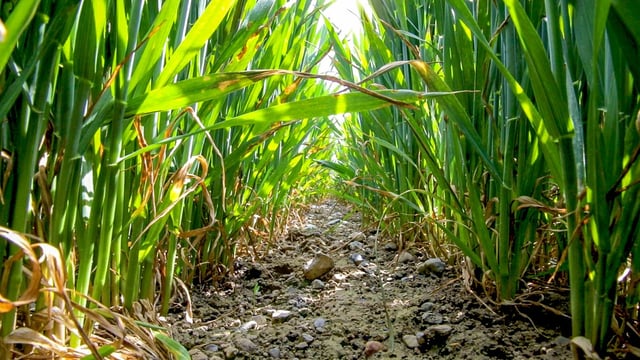 CROPS WATCH returns next week...winter barley is first up