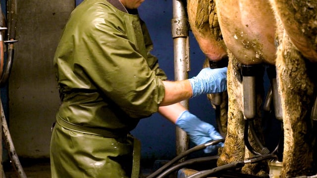 7 ways to prevent mastitis this milking season