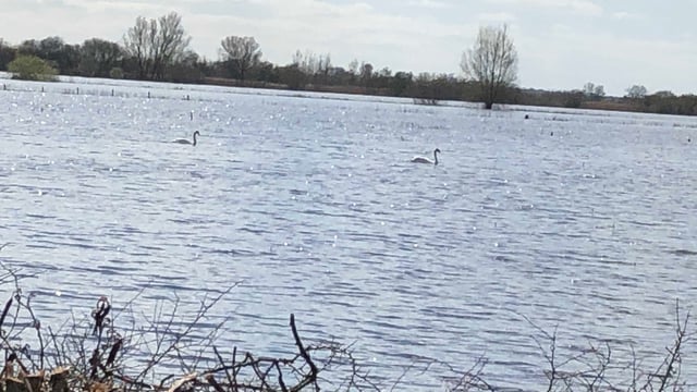 TD calls for 'Save our Shannon' to be on flood working group