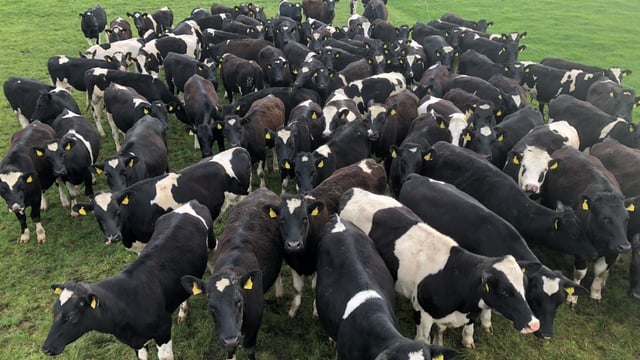 How many replacement heifers do you need to breed on your farm?