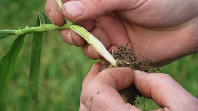 CROPS WATCH: Front loading winter barley for the season ahead