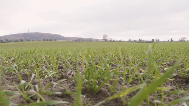 Post-emergence herbicide options on winter cereals