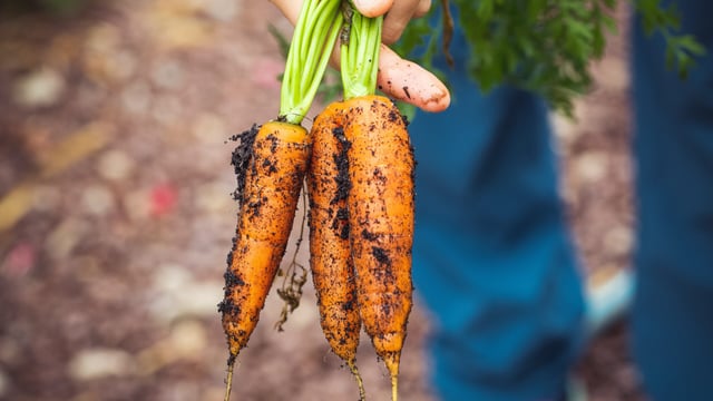 Investment in automation critical to a competitive field-vegetable sector - report