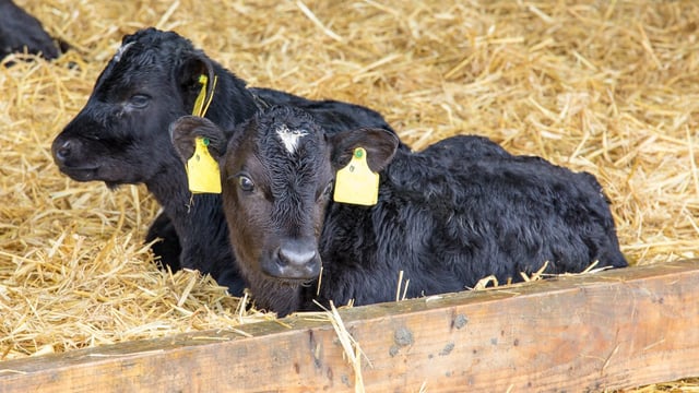 Nearly 20,000 farmers apply for BEEP