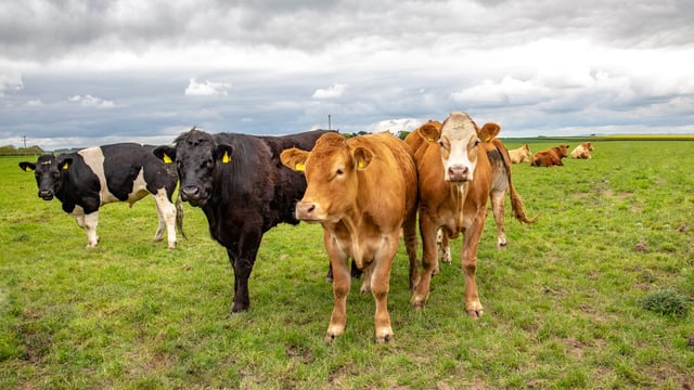 Bord Bia to set up monitoring group for PGI beef