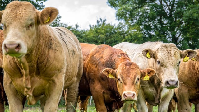 Farmers offer 12,000 cattle for potential deal with Algerian buyers