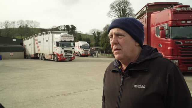 Export focus: Shipping thousands of dairy calves to Dutch and Spanish markets