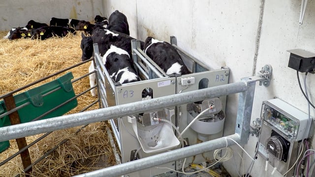 Factors to be considered when it comes to feeding dairy-beef calves