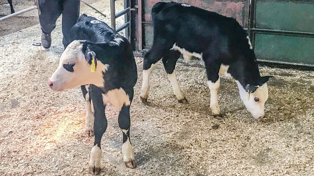 Calf trade: Strong farmer demand currently driving the market