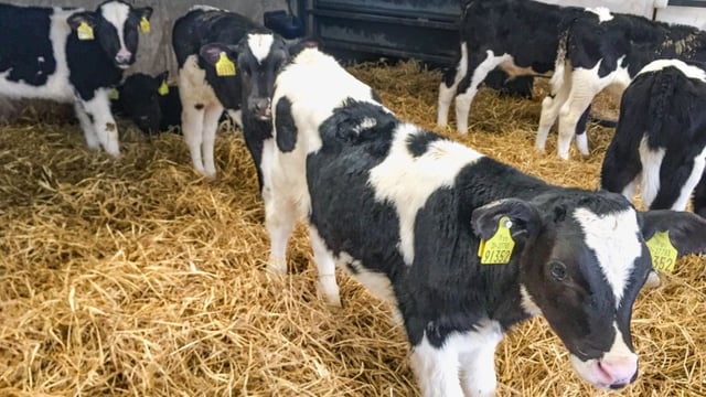 Calf price offered by live exporters criticised by ICMSA
