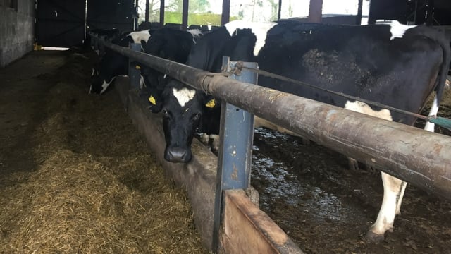 Late calvers: Will they cost you money or make you money?