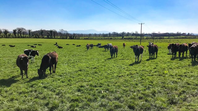 Dairy beef scheme budget to exceed €10m per year from 2025