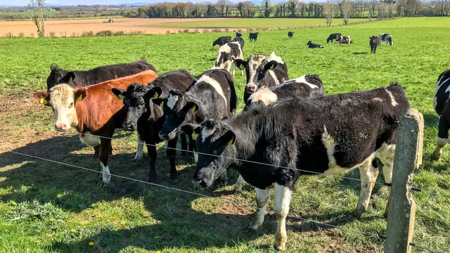 Teagasc Green Acres Calf to Beef Programme webinar takes place tonight