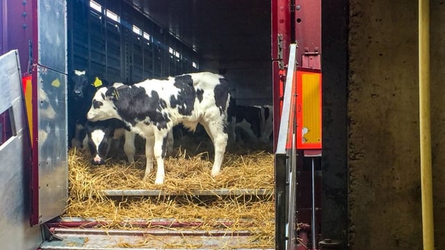 Dairy calf backlog looms as 2 sailings cancelled