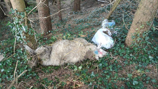 Dead sheep dumped on farmer's land in the south