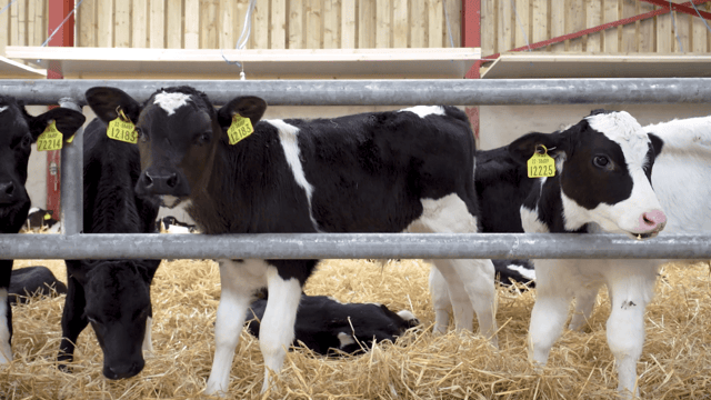 BVD eradication scheme supports to continue