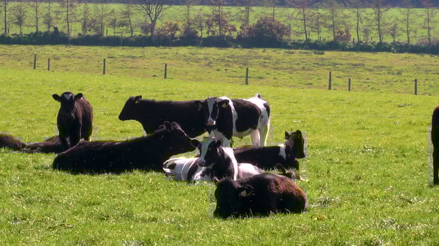 120 calves sourced; turnout achieved; and grazing in full swing in Co. Kildare