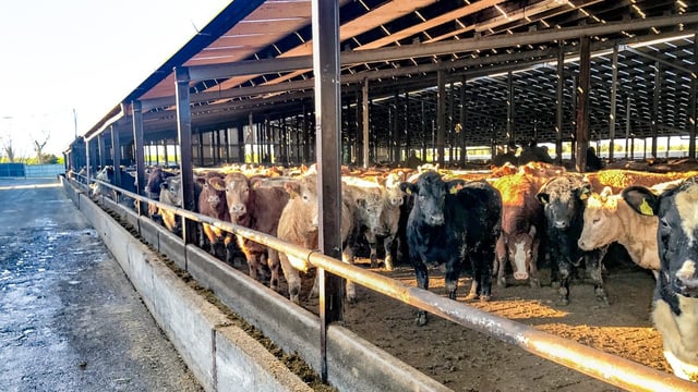 416,500 factory cattle came from feedlots in 2022