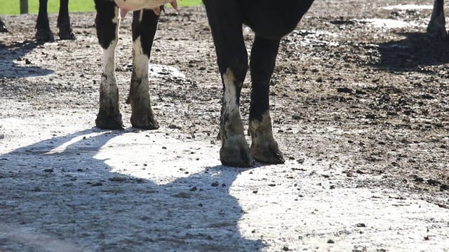 Could improving lameness reduce carbon emissions?