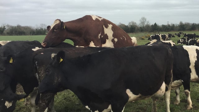Checklist: Here's your complete pre-breeding guide