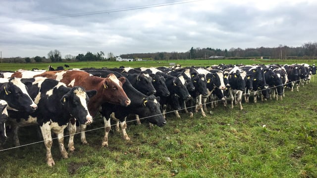 Want to know how many dairy cows are in your county?