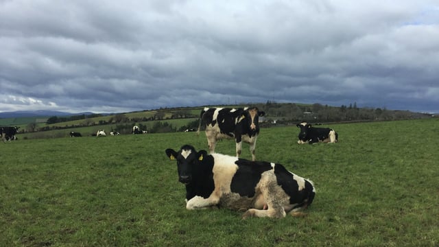 Young cows and heifers commanding high prices
